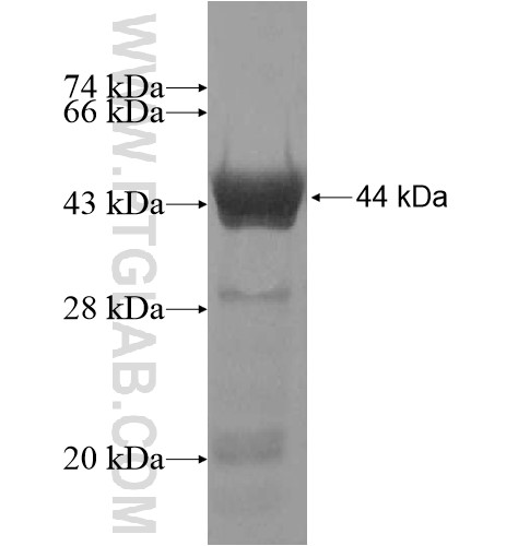 C9orf117 fusion protein Ag15302 SDS-PAGE