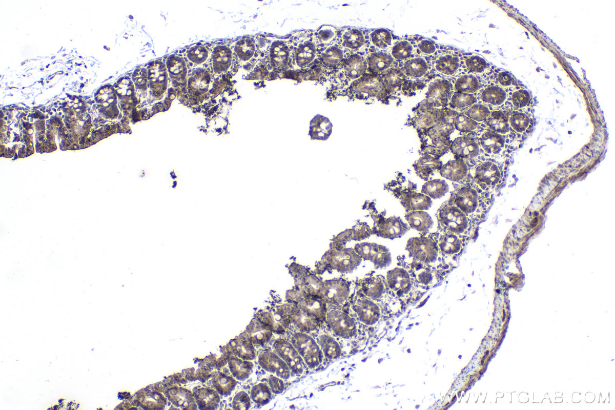 IHC staining of mouse intestine using 21593-1-AP