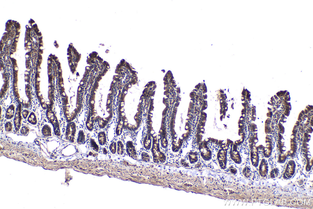 IHC staining of rat small intestine using 21593-1-AP