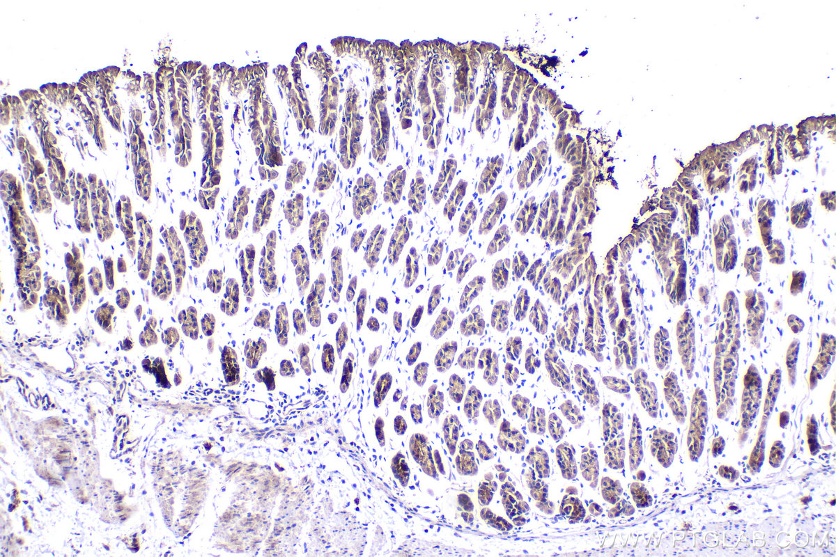 IHC staining of mouse stomach using 21593-1-AP