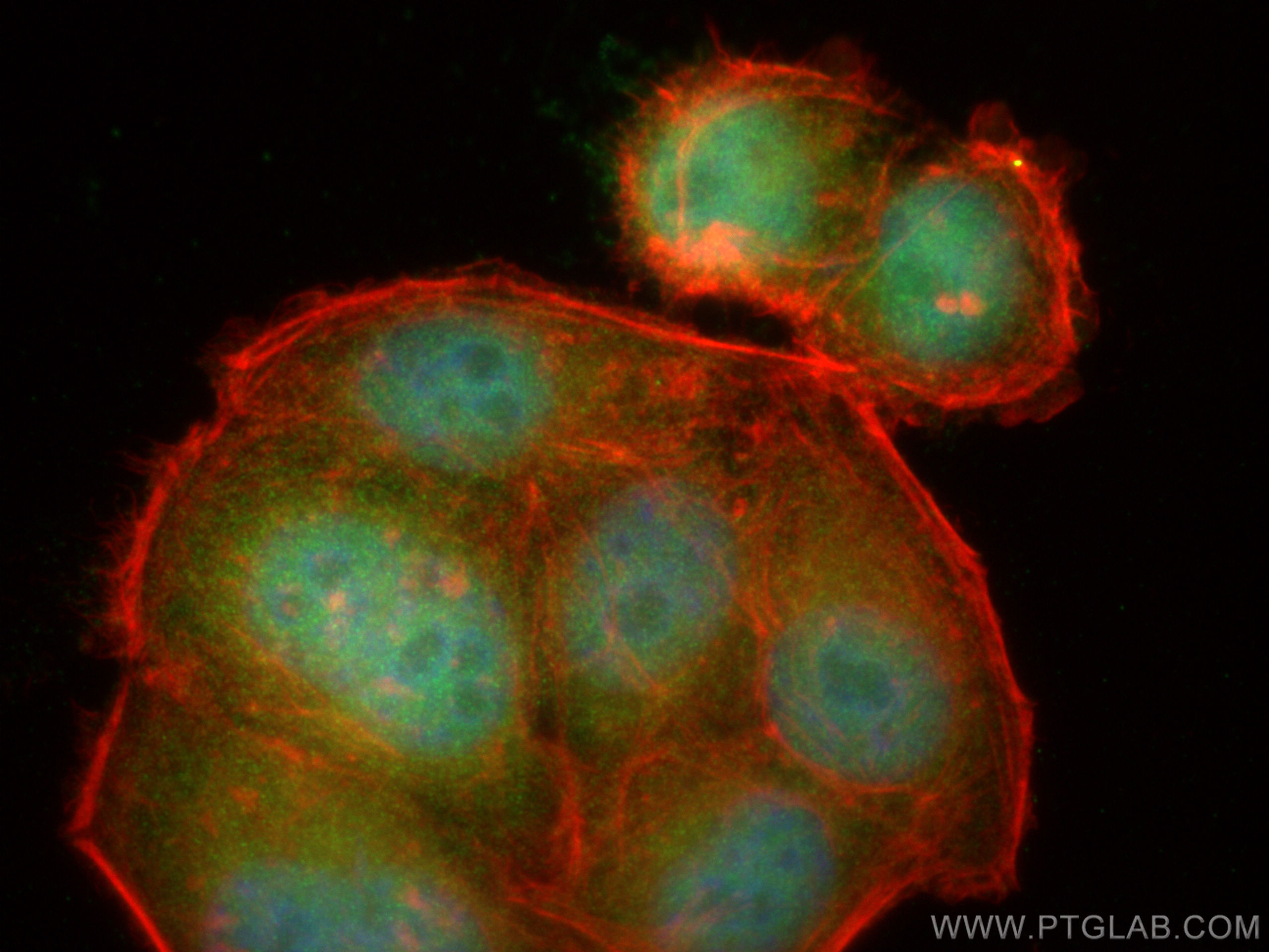 IF Staining of HepG2 using 24068-1-AP