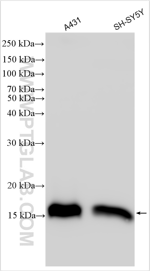 WB analysis using 26101-1-AP