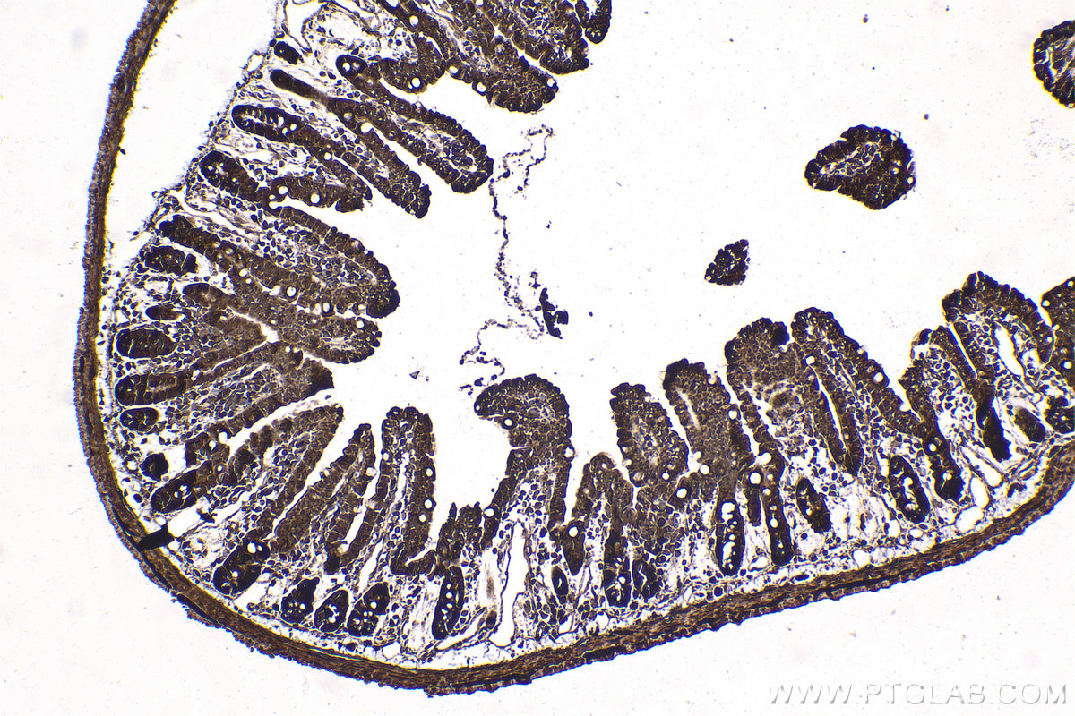 IHC staining of mouse small intestine using 25757-1-AP