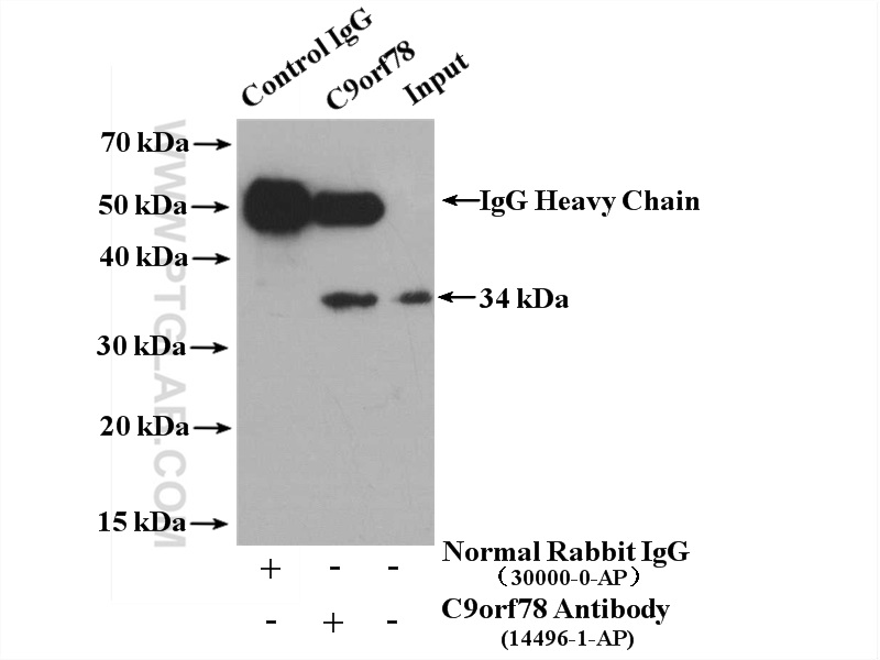 IP experiment of HepG2 using 14496-1-AP