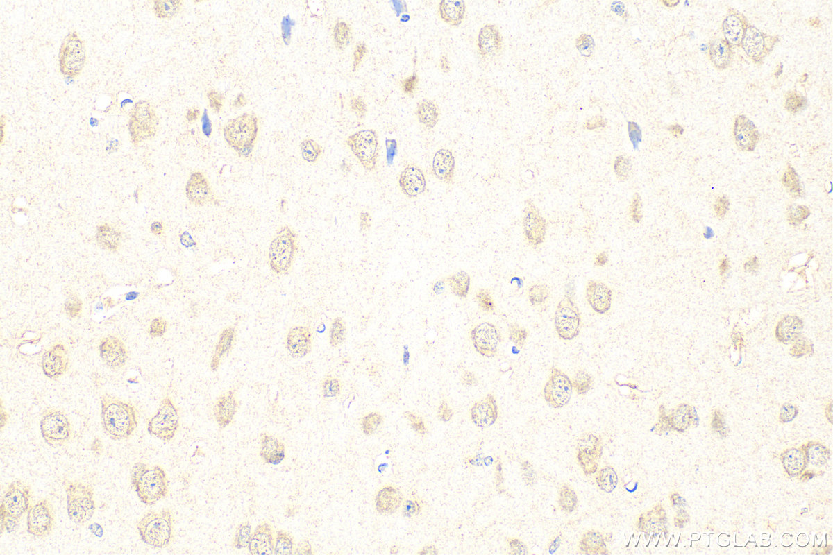 IHC staining of mouse brain using 26127-1-AP