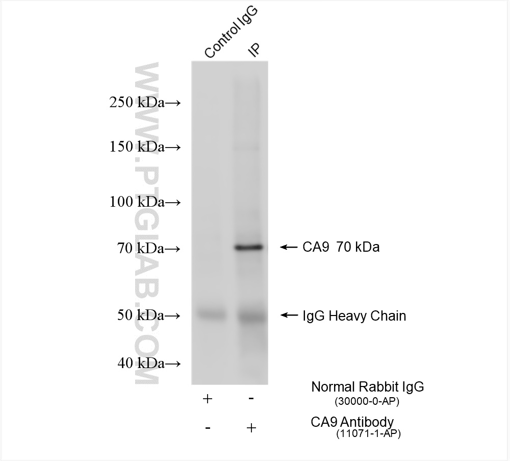 IP experiment of mouse liver using 11071-1-AP