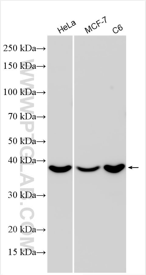 WB analysis using 31710-1-AP