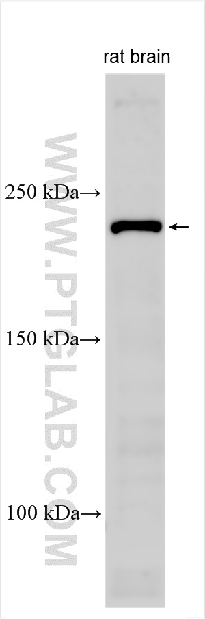 WB analysis using 19534-1-AP