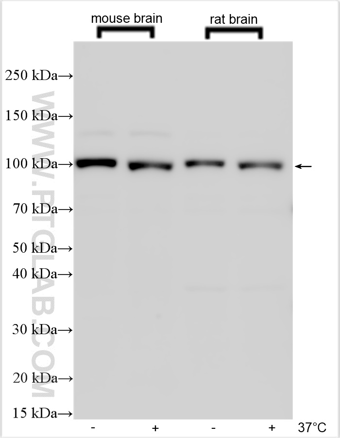 WB analysis using 26674-1-AP