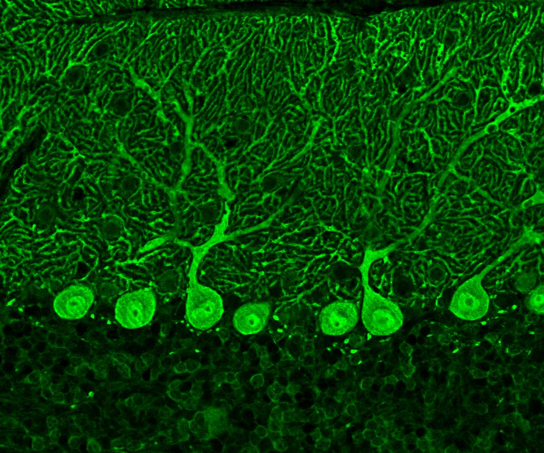 IF Staining of mouse cerebellum tissue using 14479-1-AP