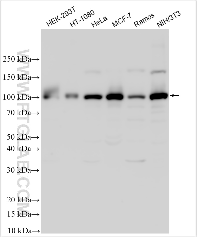 WB analysis using 19843-1-AP