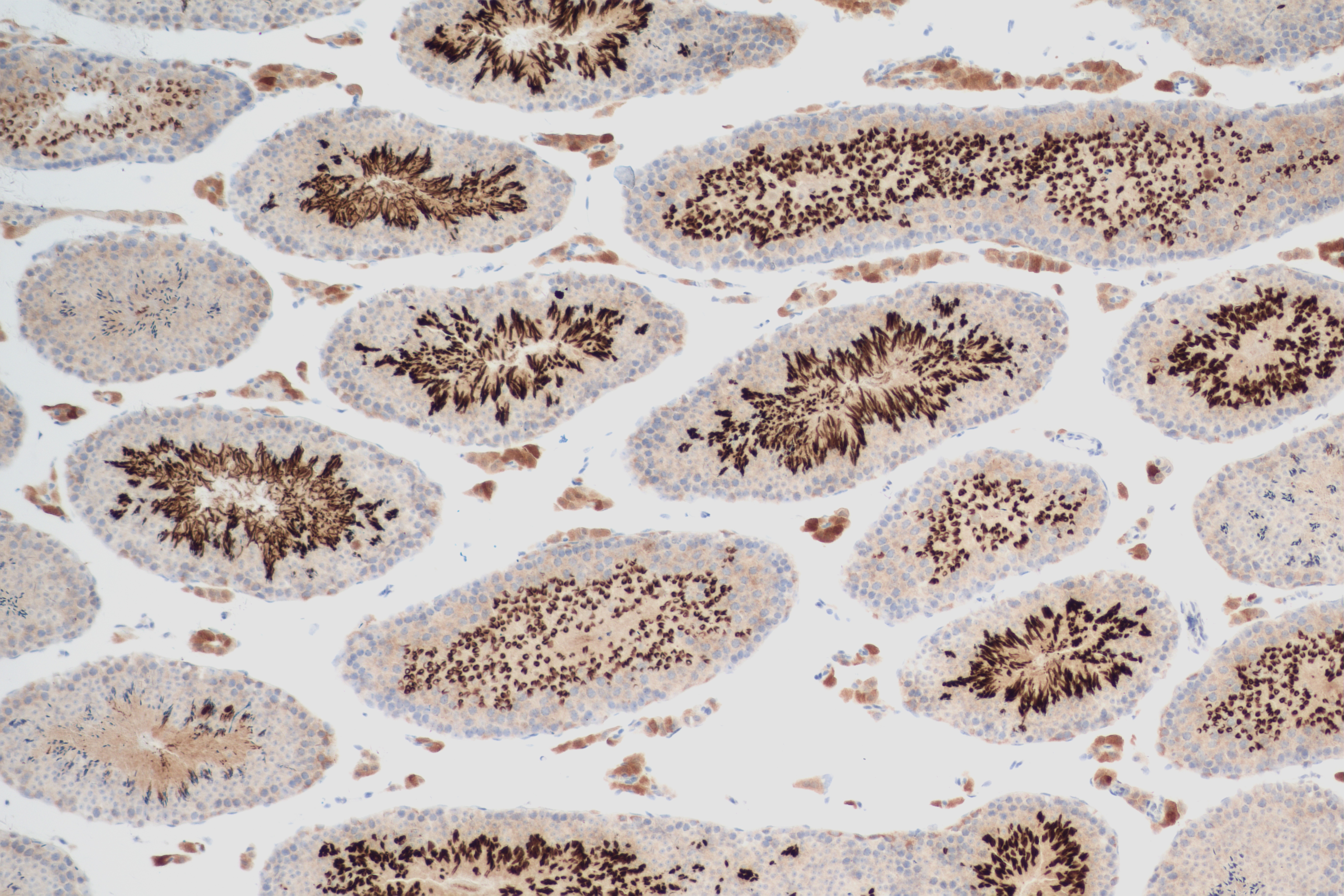 IHC staining of mouse testis using 84009-4-RR