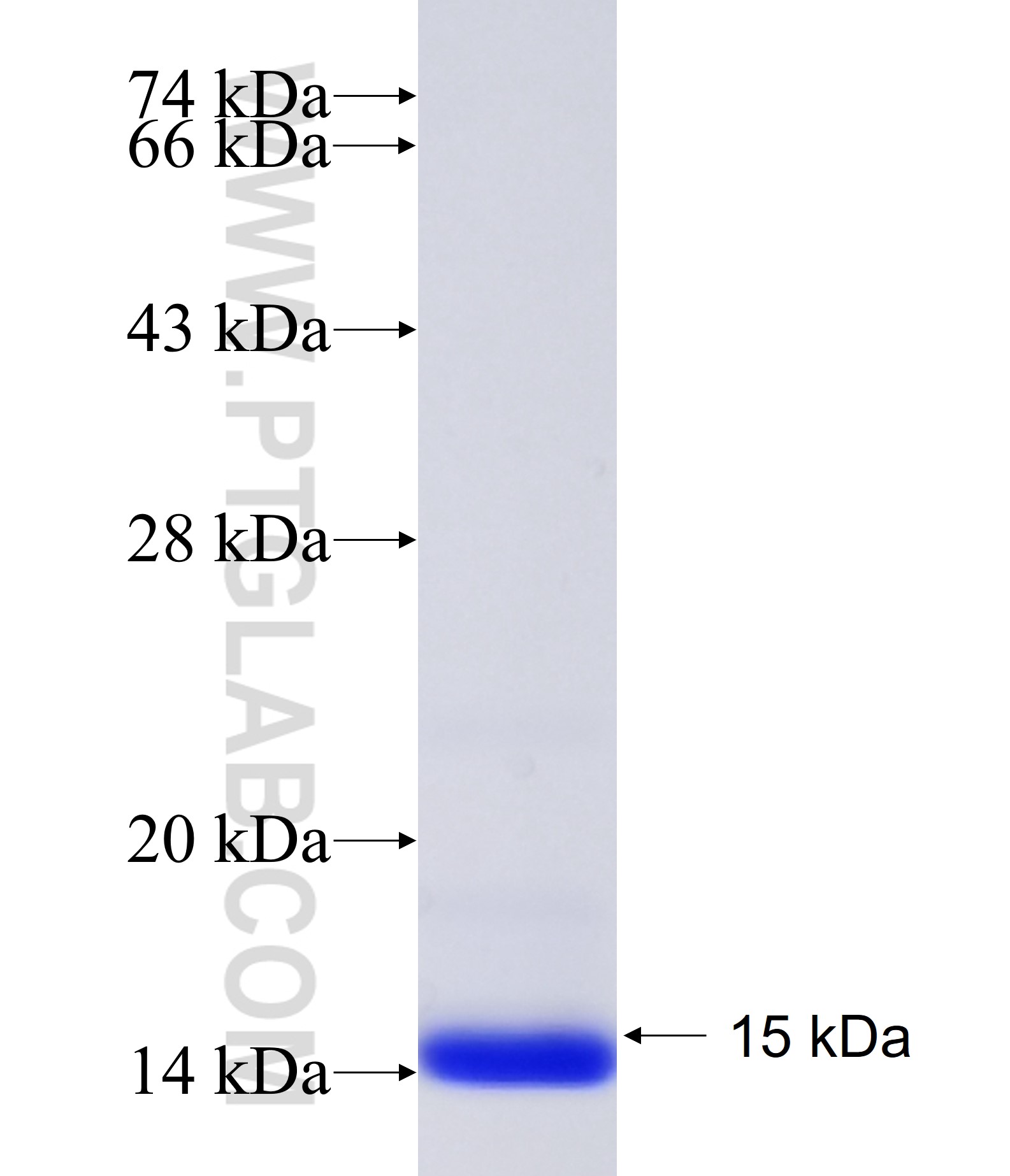 CALM2 fusion protein Ag34936 SDS-PAGE