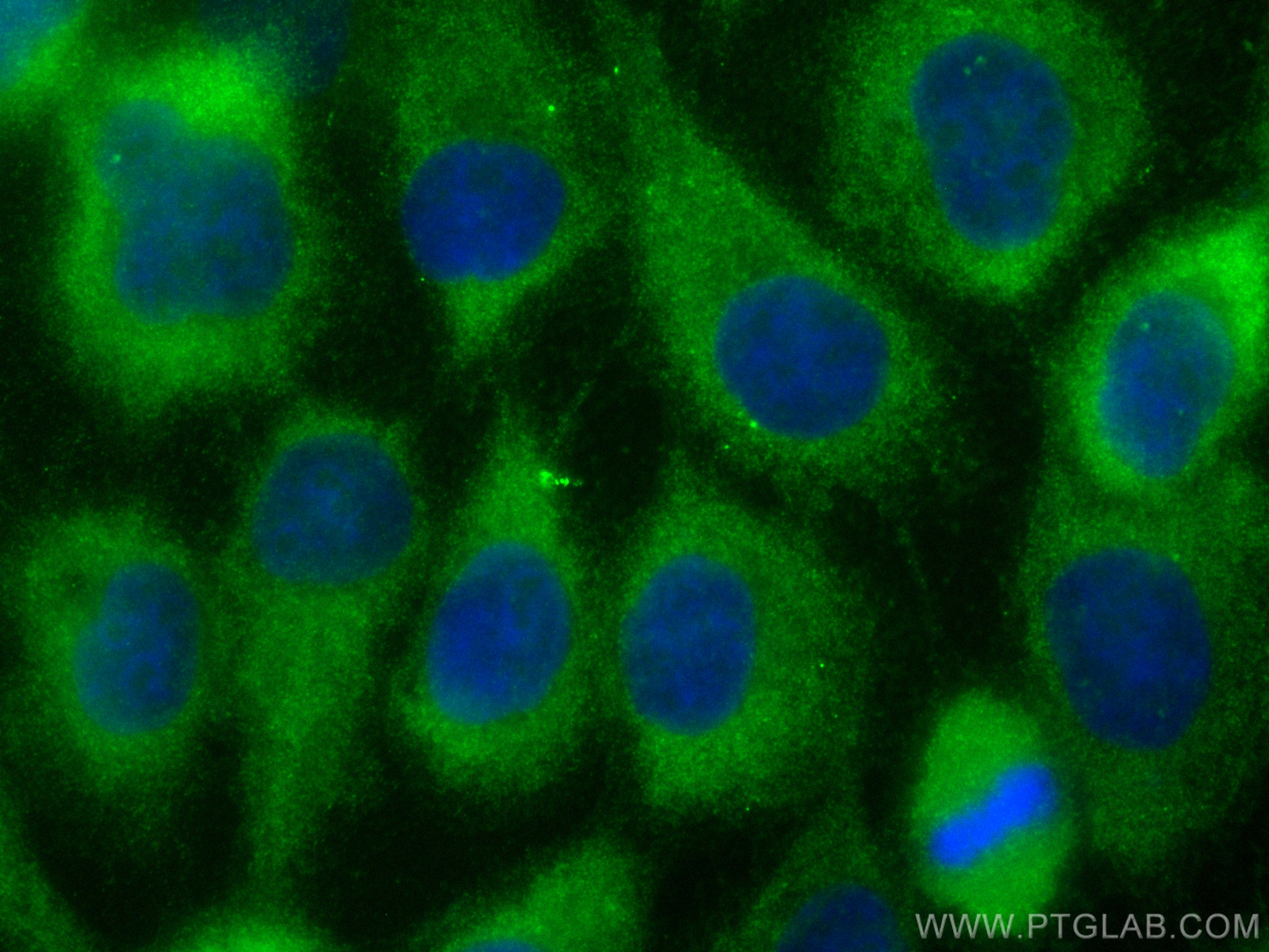 IF Staining of A431 using CL488-17275