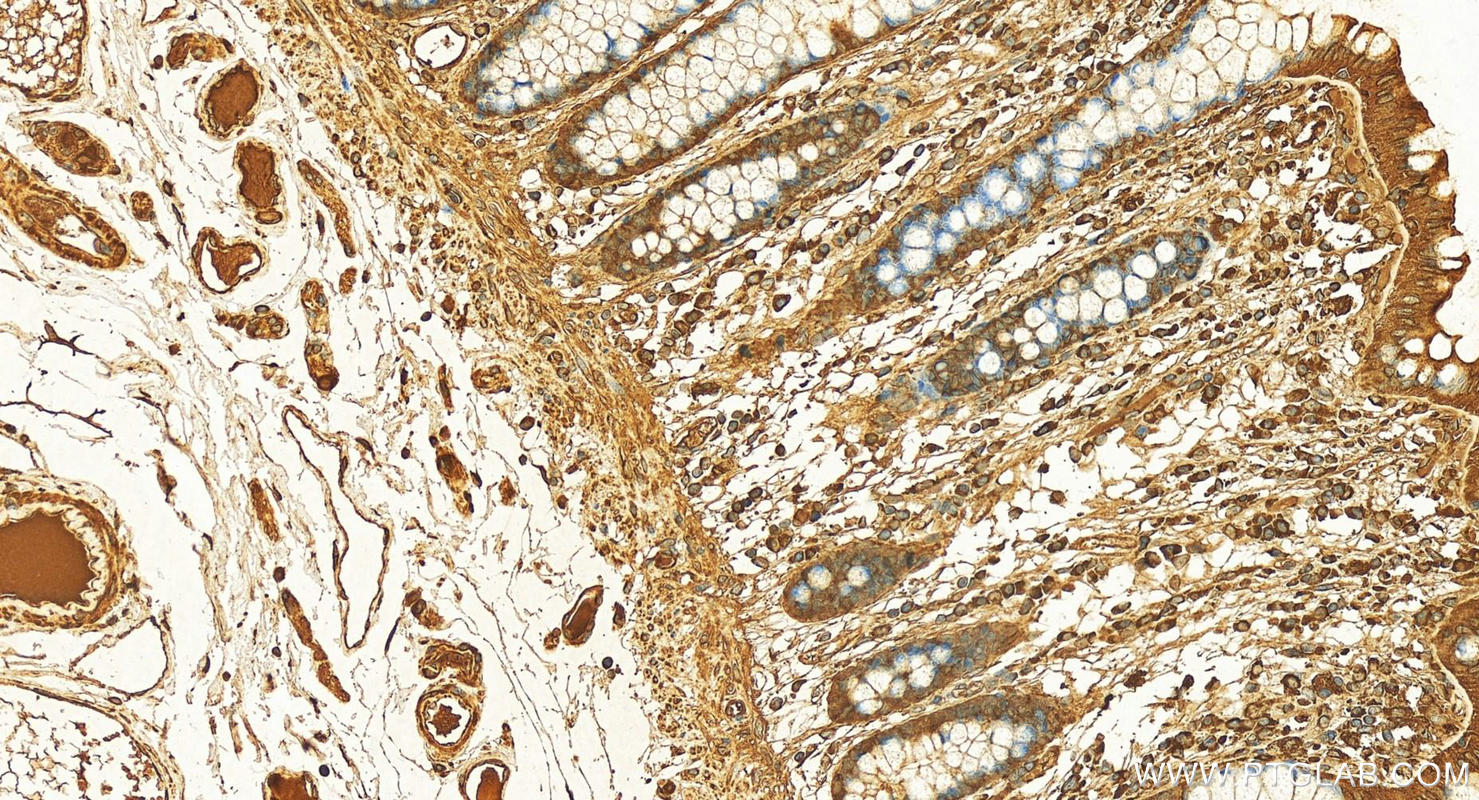 IHC staining of human normal colon using 10292-1-AP