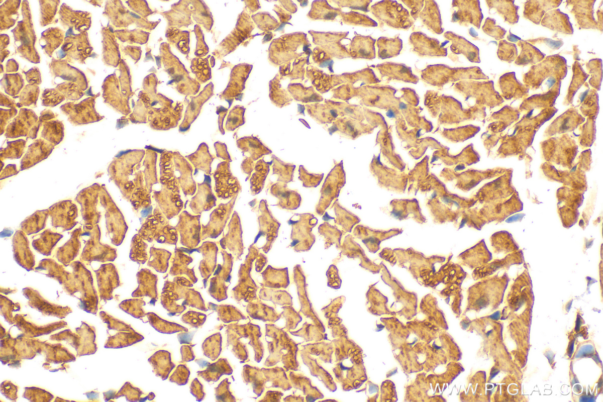 IHC staining of mouse heart using 12666-2-AP (same clone as 12666-2-PBS)