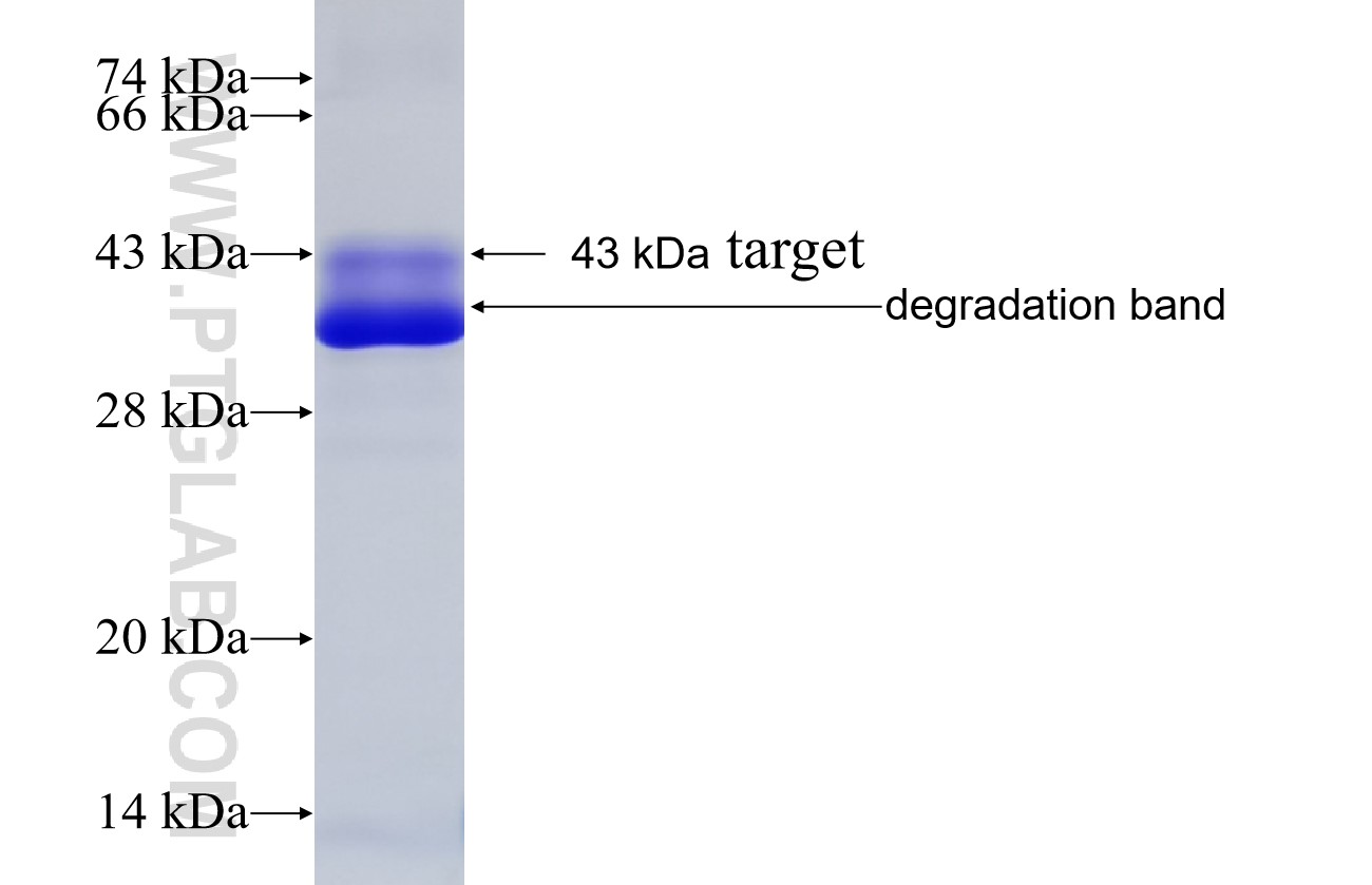 CAMK4 fusion protein Ag33332 SDS-PAGE