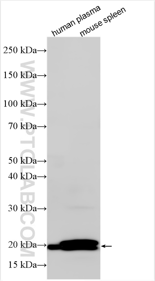 WB analysis using 12009-1-AP