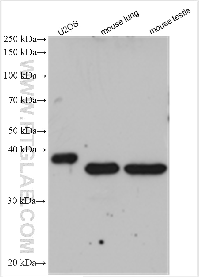 WB analysis using 12164-1-AP