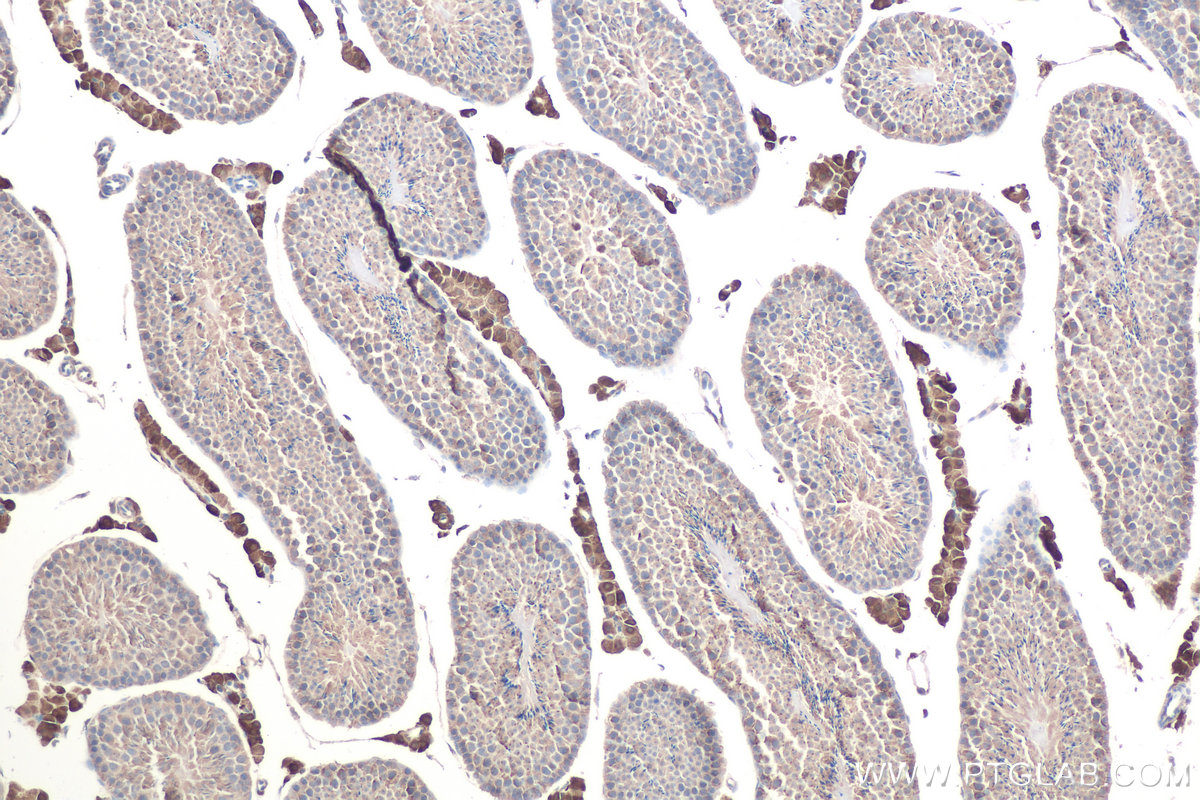 IHC staining of mouse testis using 68207-1-Ig