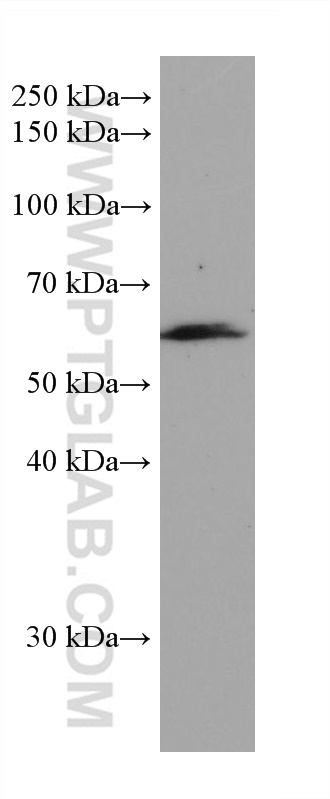 WB analysis of pig lung using 68207-1-Ig