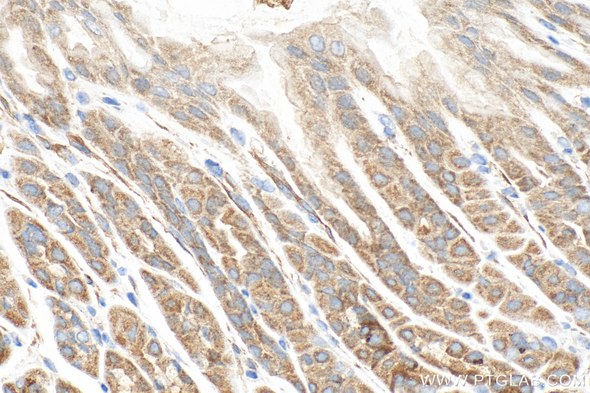 IHC staining of mouse stomach using 20971-1-AP