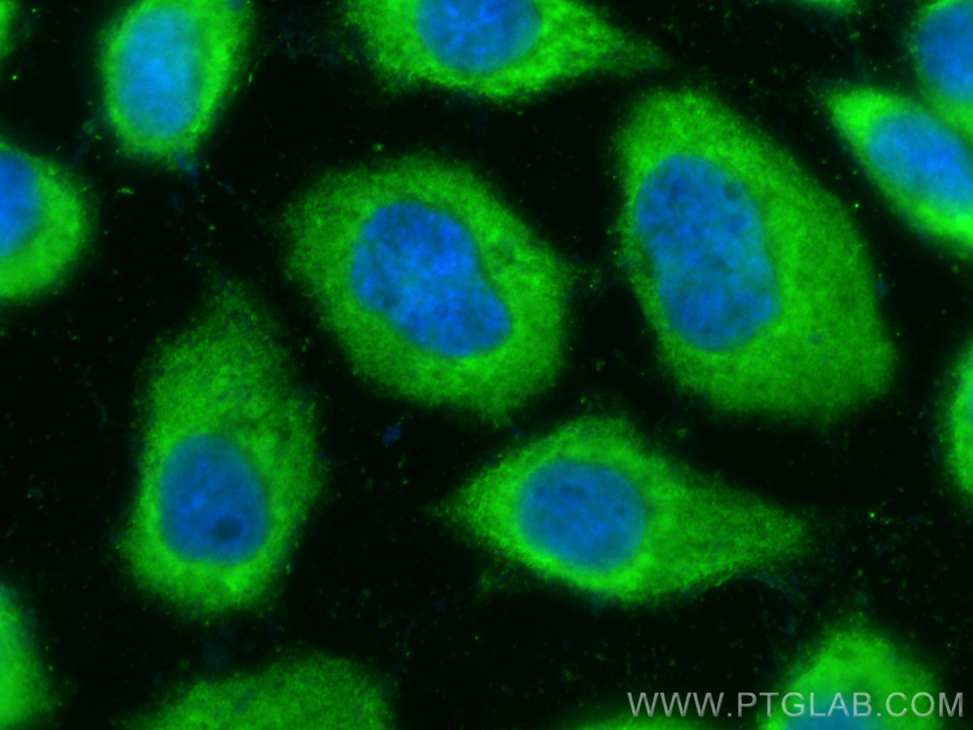 IF Staining of A431 using CL488-67838