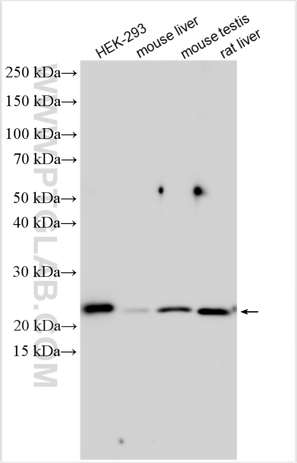 WB analysis using 11672-1-AP