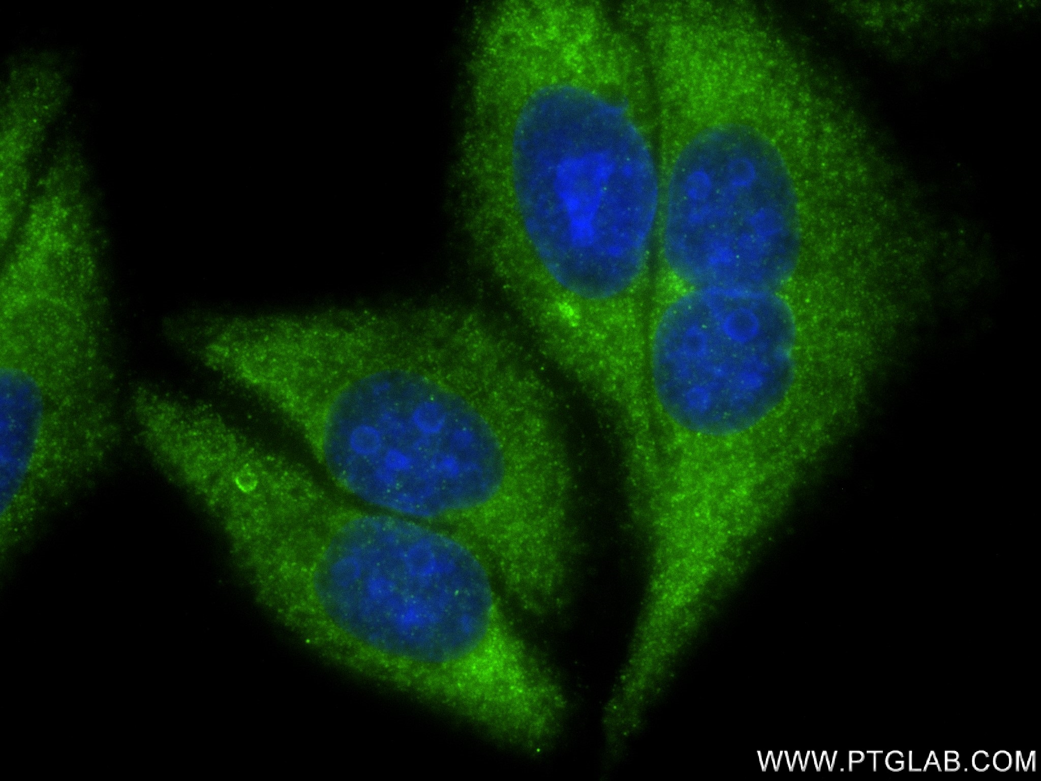 IF Staining of HepG2 using 83300-2-RR (same clone as 83300-2-PBS)