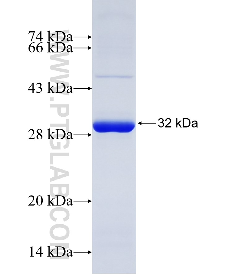 CASP14 fusion protein Ag27250 SDS-PAGE