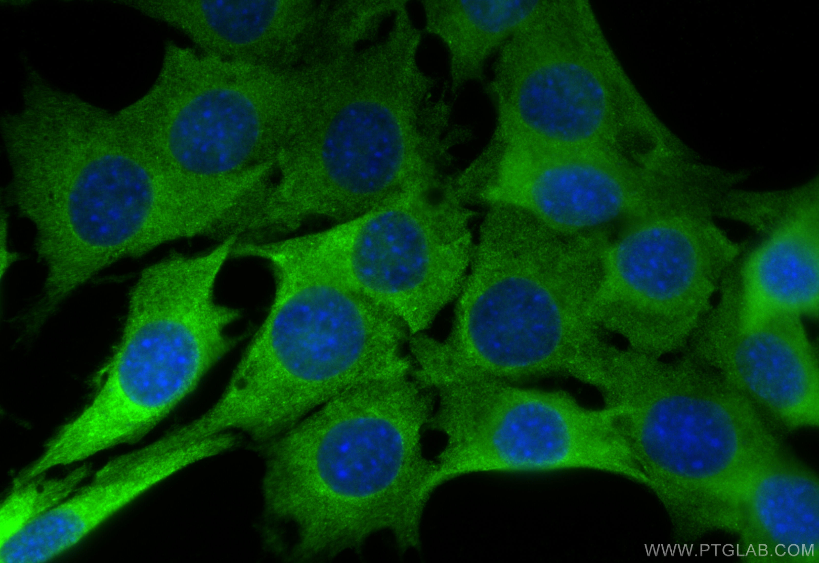 IF Staining of C2C12 using 84056-6-RR (same clone as 84056-6-PBS)