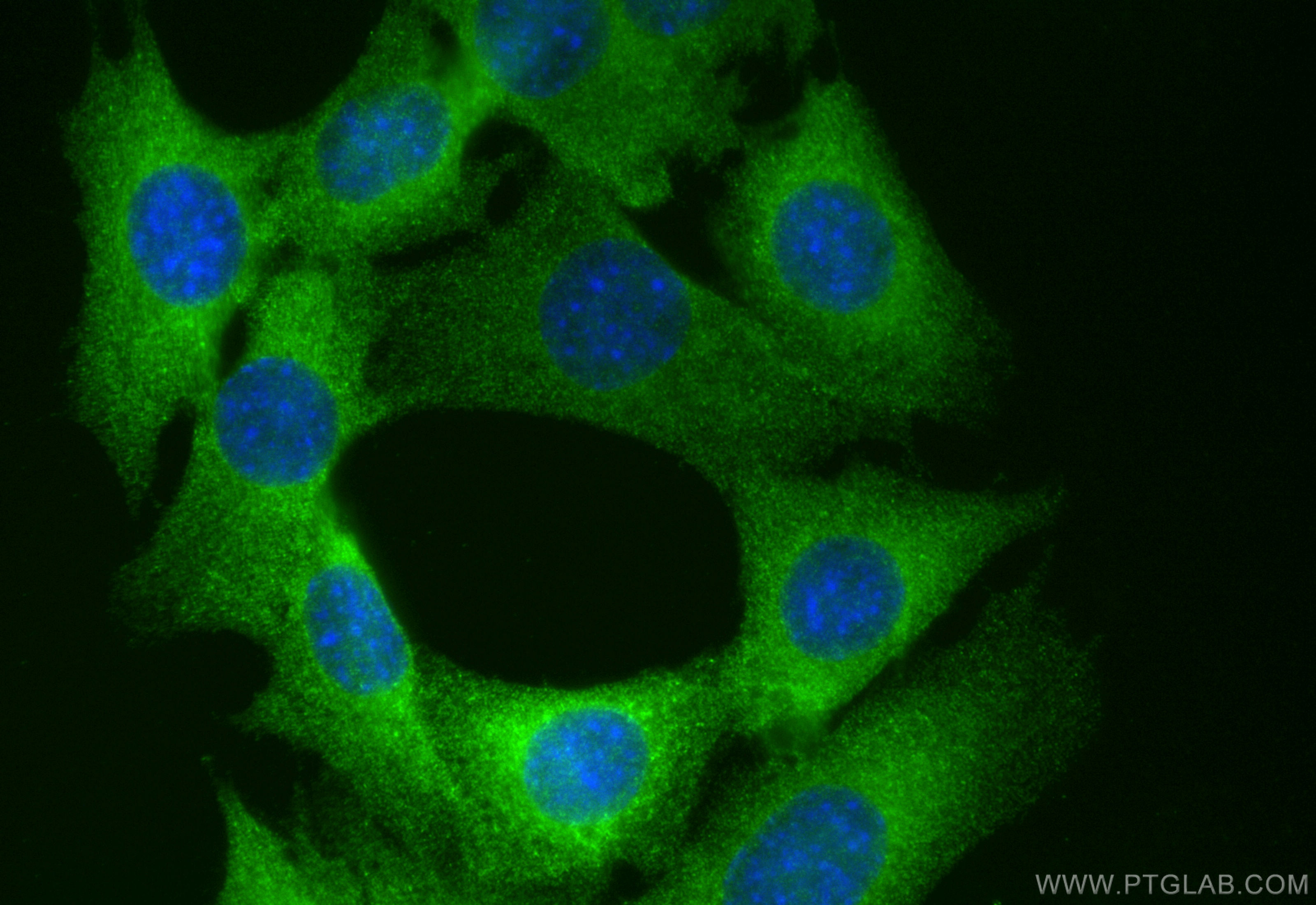 IF Staining of C2C12 using CL488-84056-6