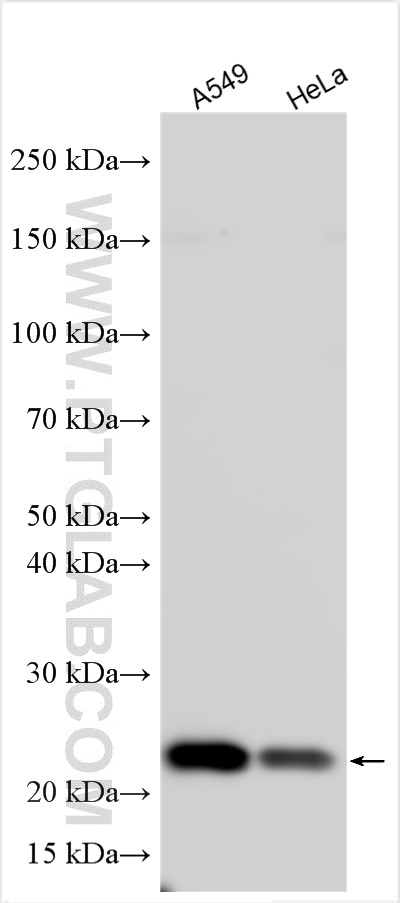 WB analysis using 16447-1-AP