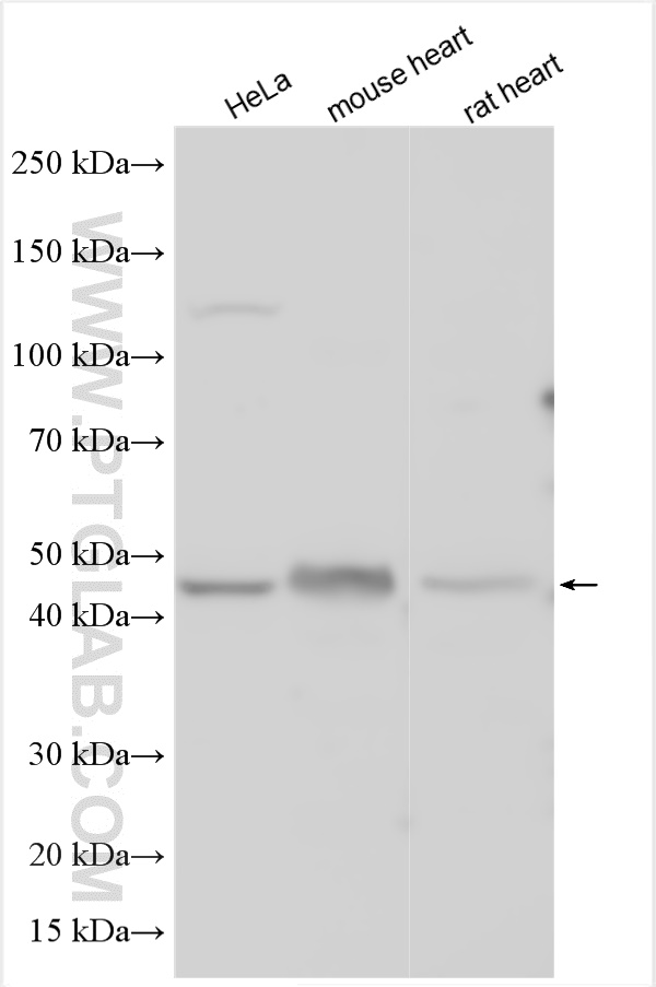 CBARA1