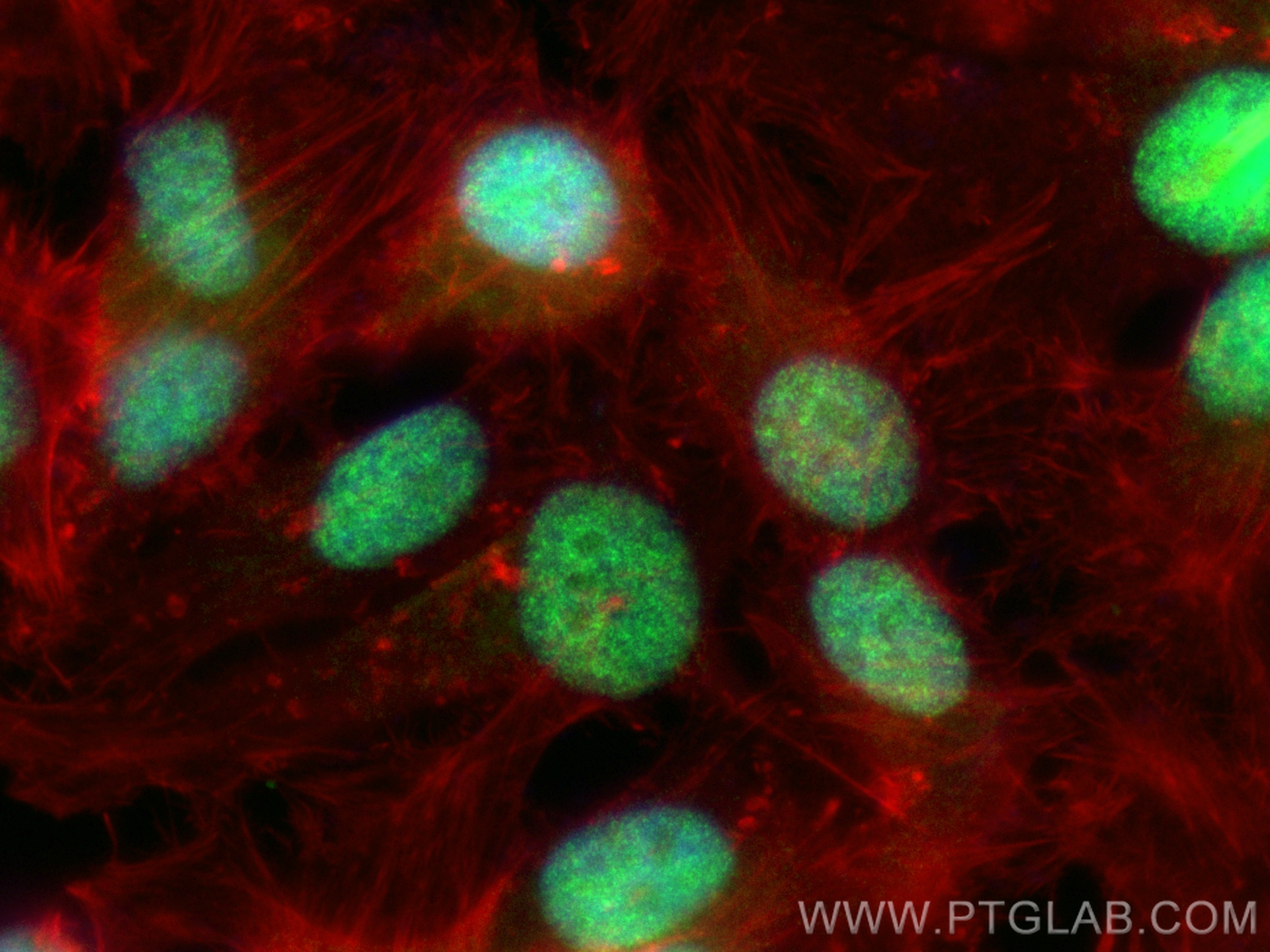 IF Staining of HeLa using CL488-11950