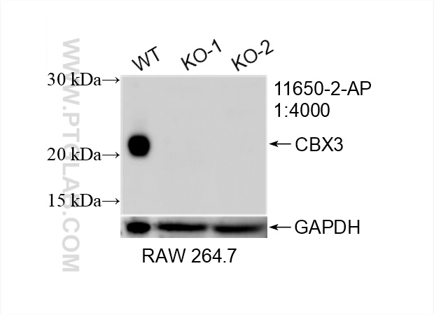 WB analysis of RAW 264.7 using 11650-2-AP