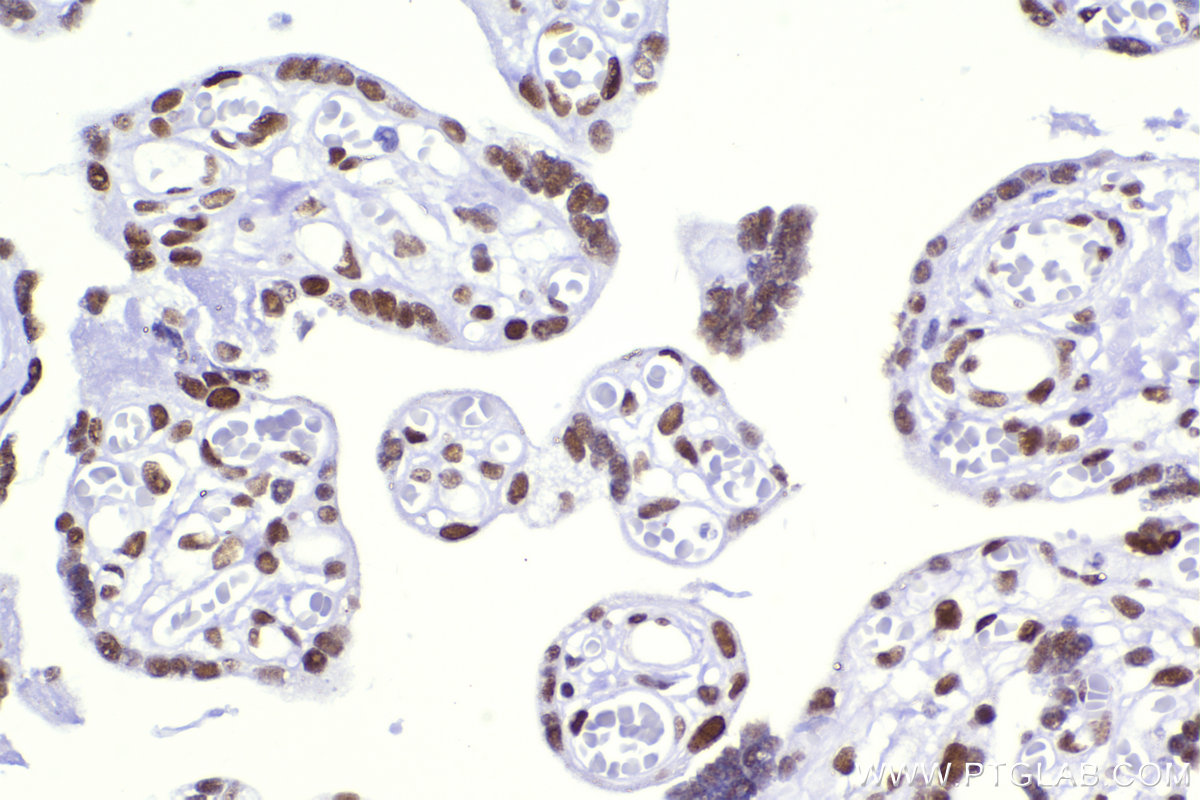 IHC staining of human placenta using 83258-5-RR (same clone as 83258-5-PBS)