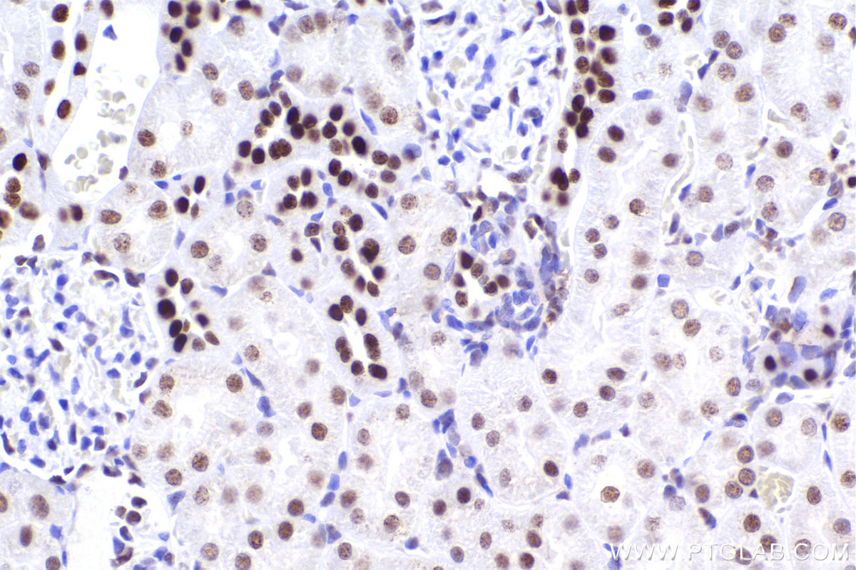 IHC staining of rat kidney using 83258-5-RR (same clone as 83258-5-PBS)