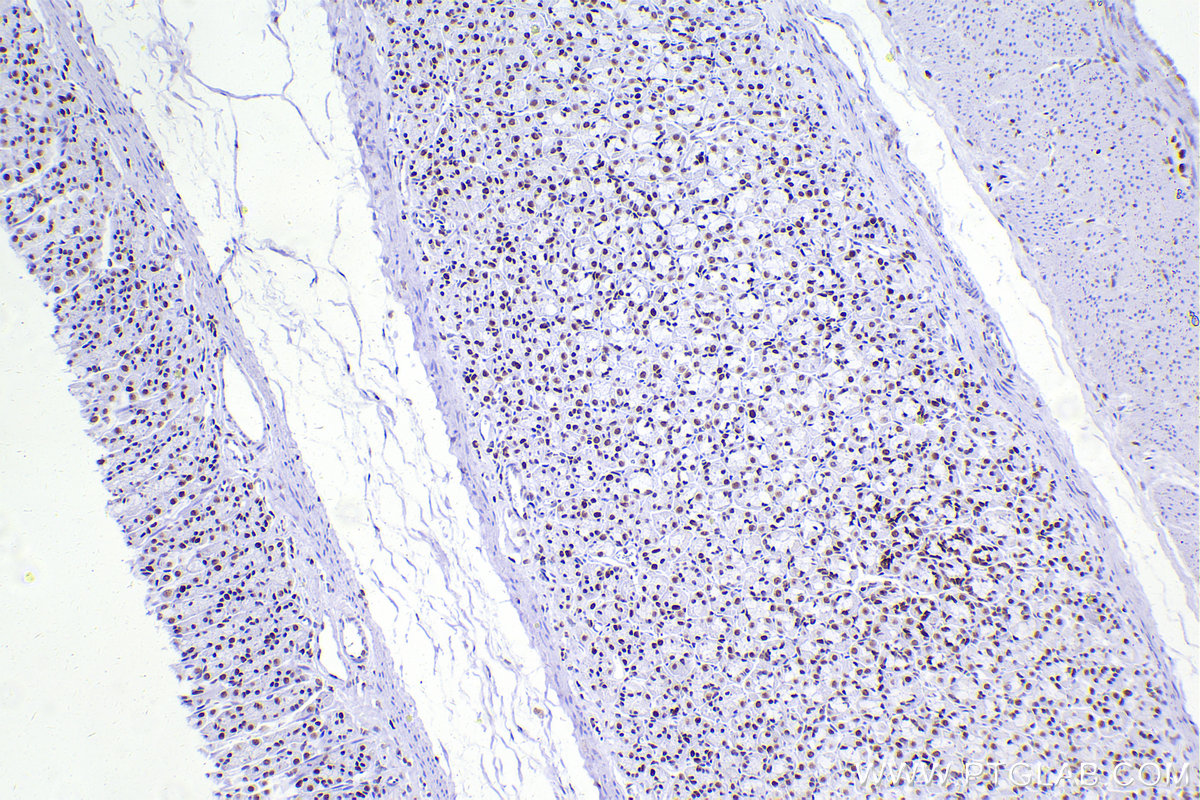 IHC staining of rat stomach using 83258-5-RR (same clone as 83258-5-PBS)