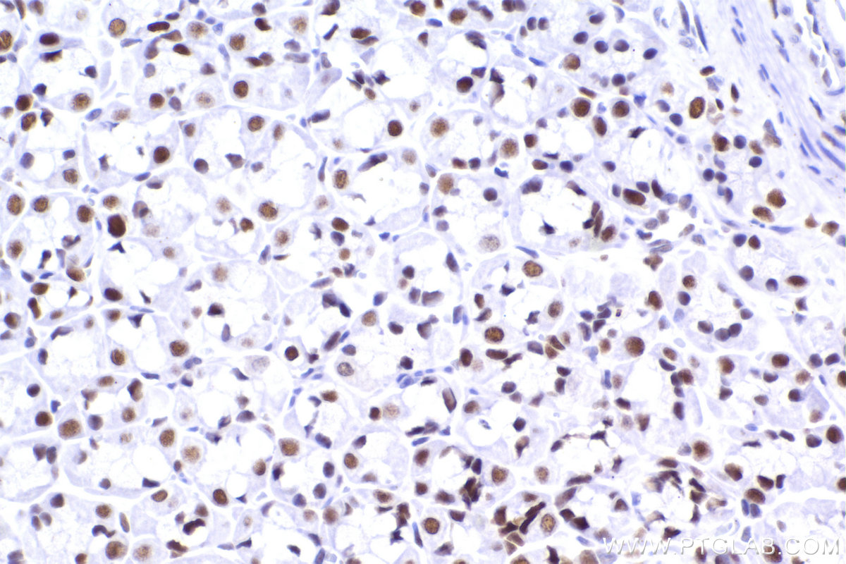 IHC staining of rat stomach using 83258-5-RR (same clone as 83258-5-PBS)