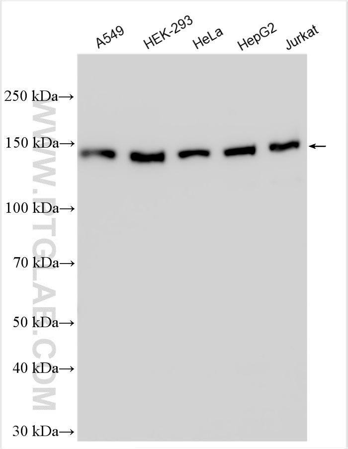 WB analysis using 25232-1-AP