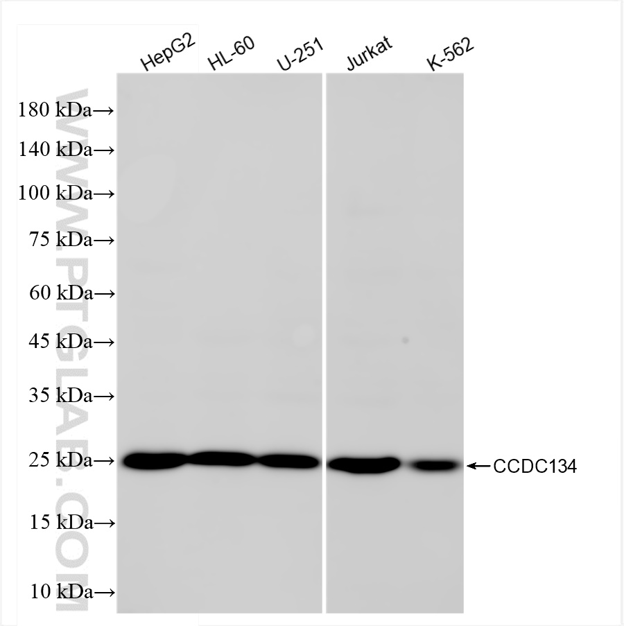 WB analysis using 84106-3-RR