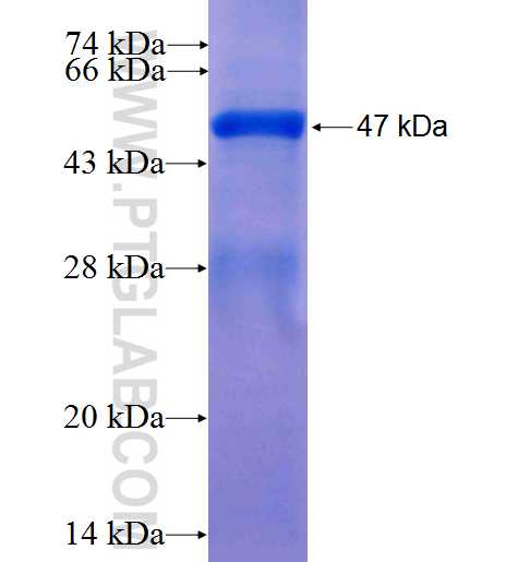 CCDC14 fusion protein Ag26469 SDS-PAGE