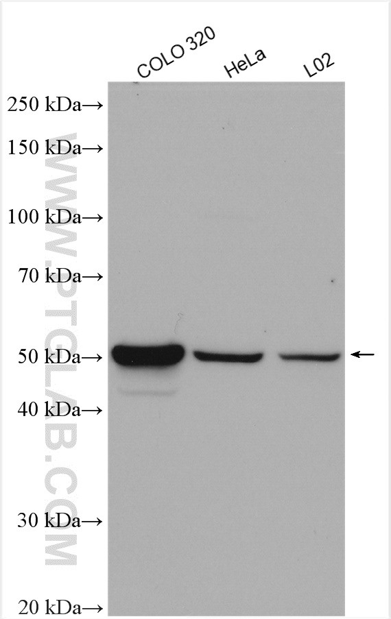 WB analysis using 21390-1-AP