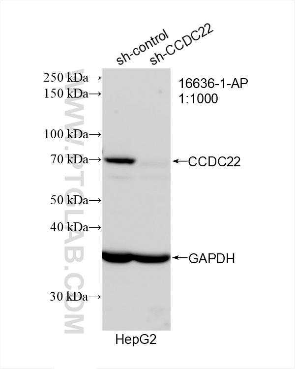 WB analysis of HepG2 using 16636-1-AP