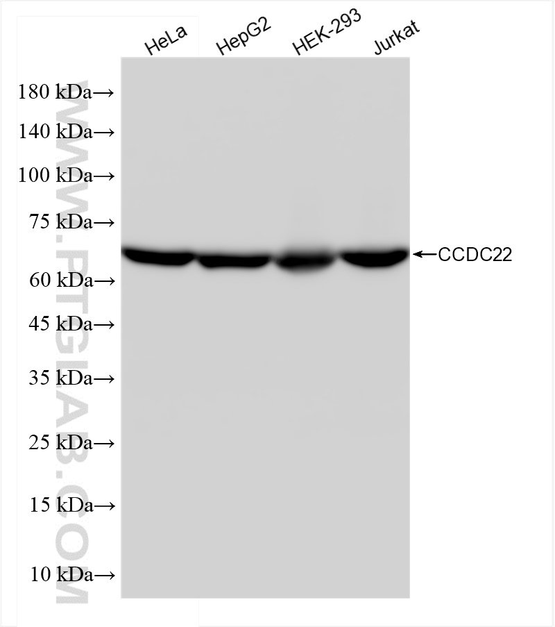 WB analysis using 83992-1-RR (same clone as 83992-1-PBS)