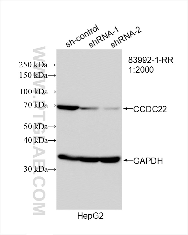 WB analysis of HepG2 using 83992-1-RR (same clone as 83992-1-PBS)