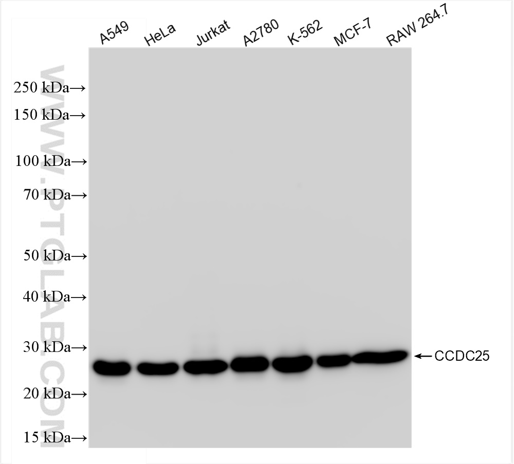 WB analysis using 84484-3-RR (same clone as 84484-3-PBS)