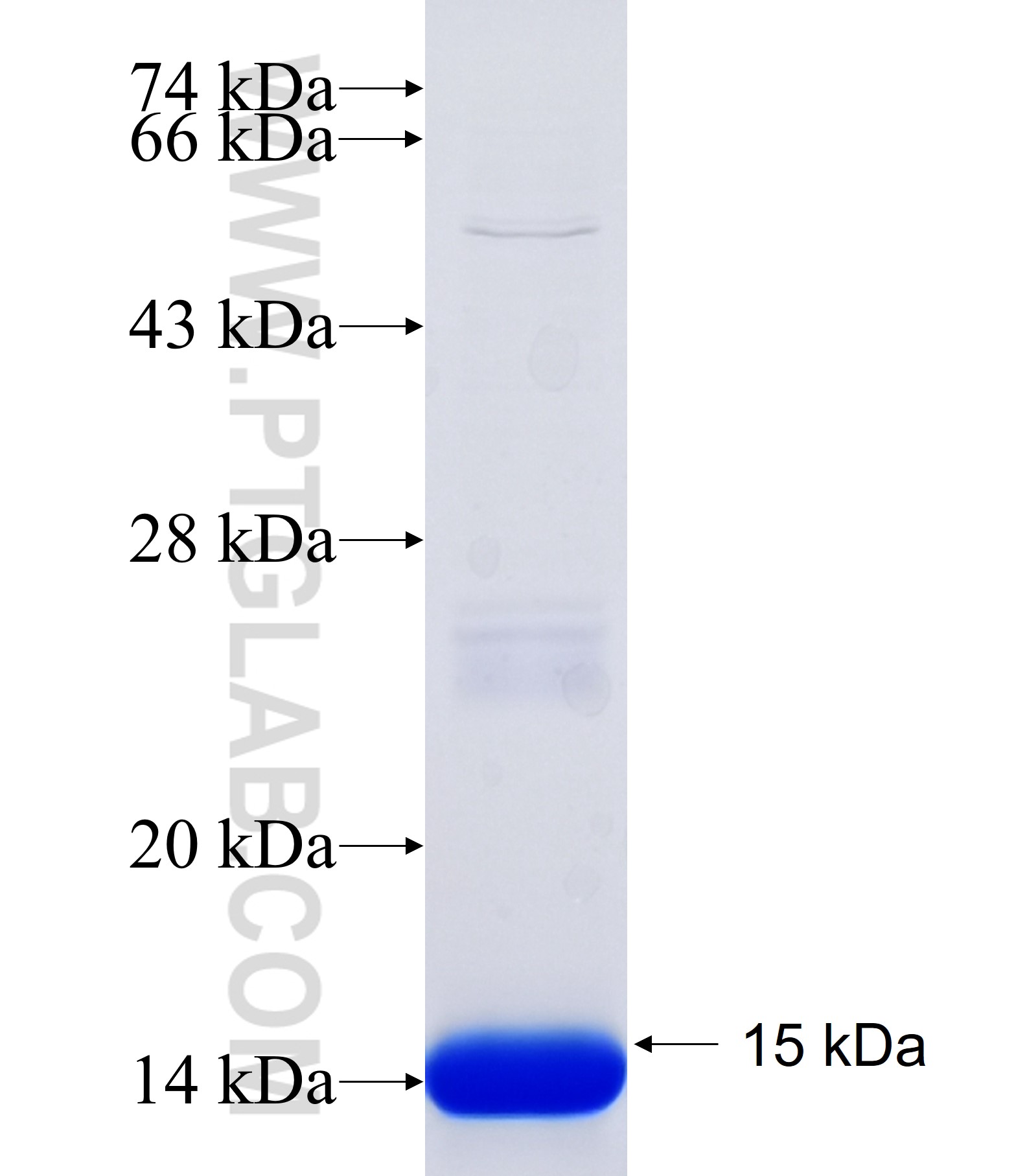 CCDC46 fusion protein Ag34261 SDS-PAGE