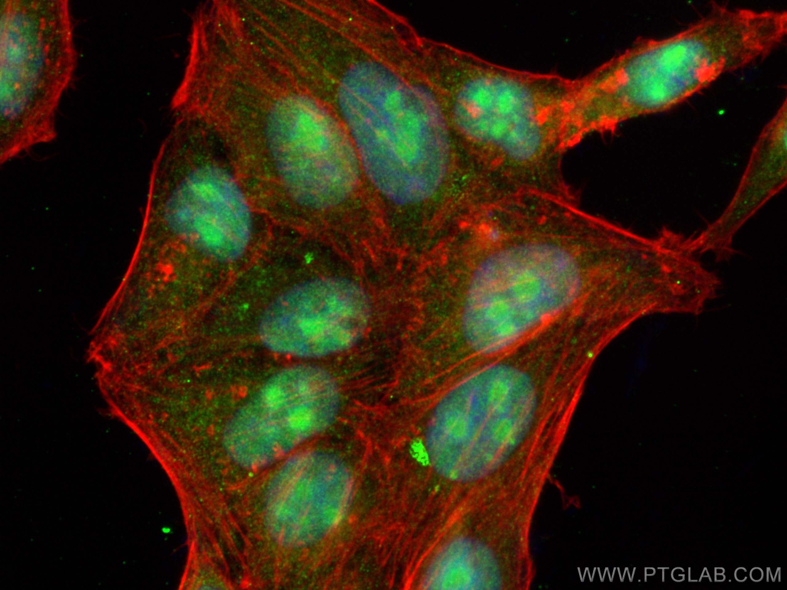 IF Staining of HepG2 using 24416-1-AP